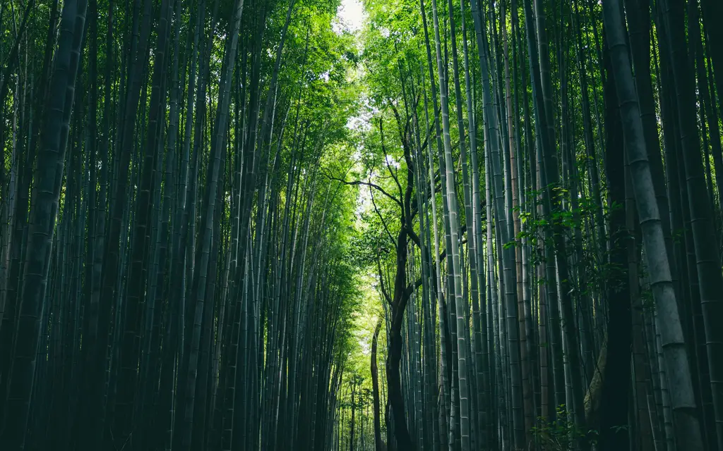 北海道五天悠遊自在