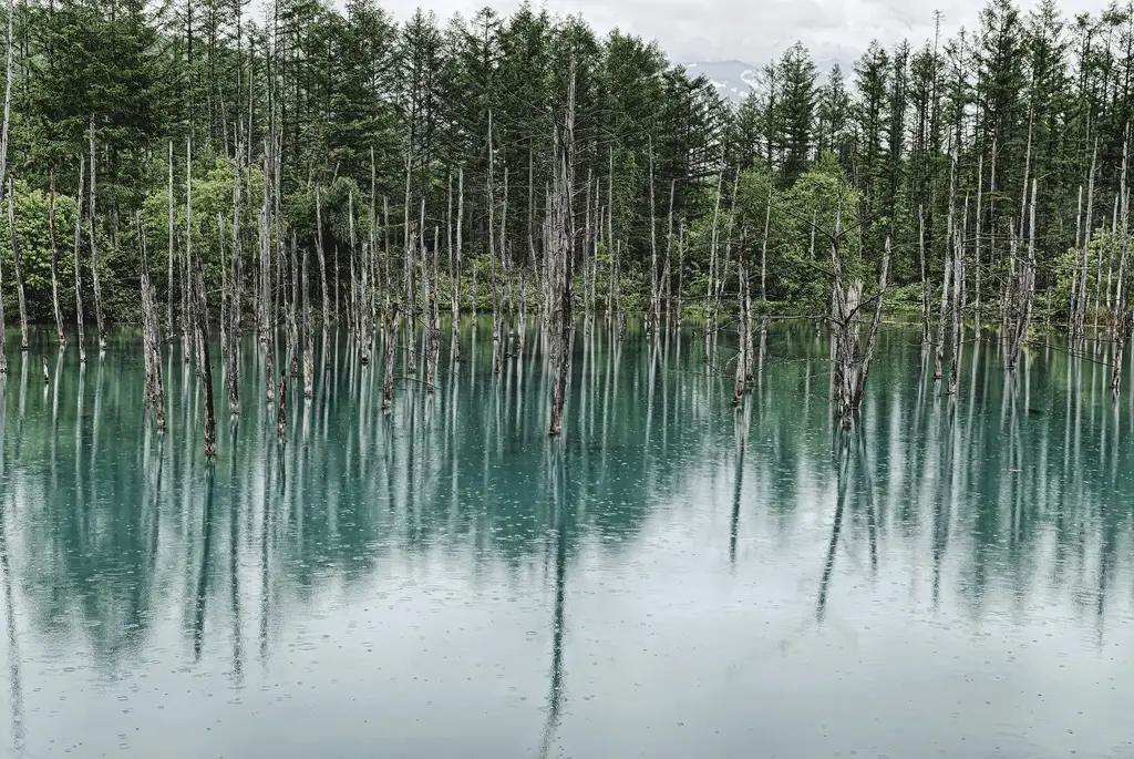 北海道北極熊：台灣人必訪的極地奇遇