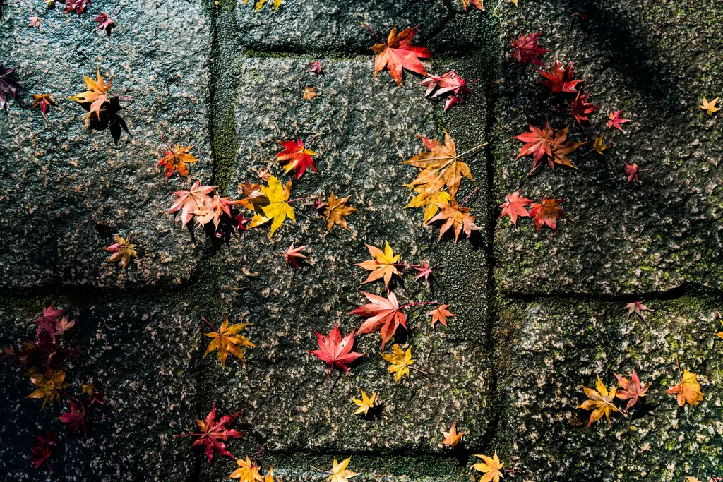 北海道大學的冬日奇幻之旅