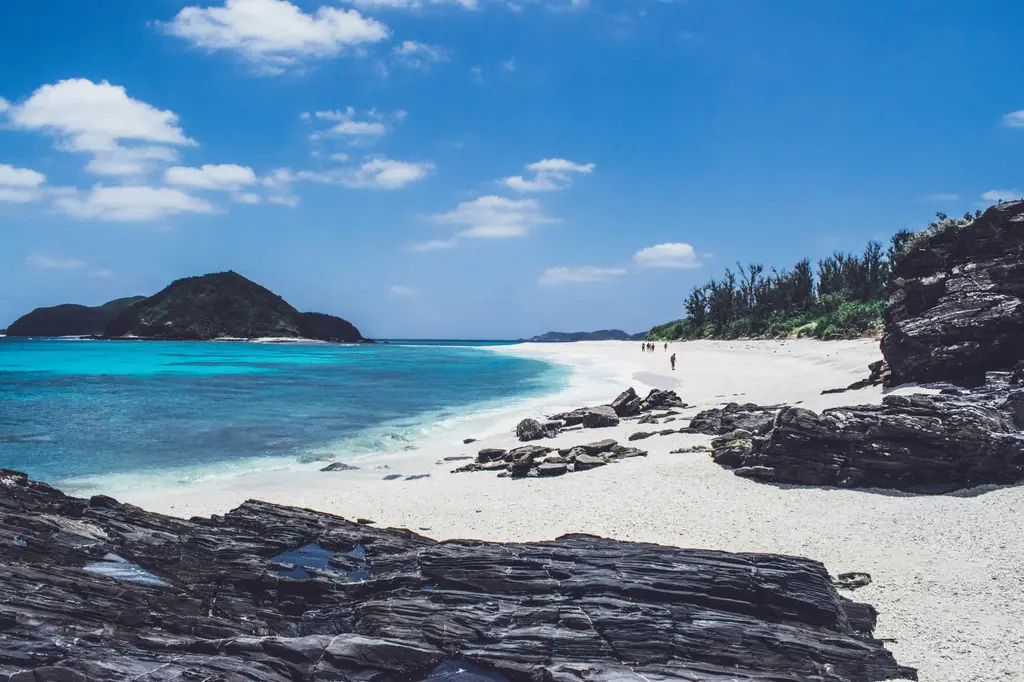 北海道櫻花盛宴