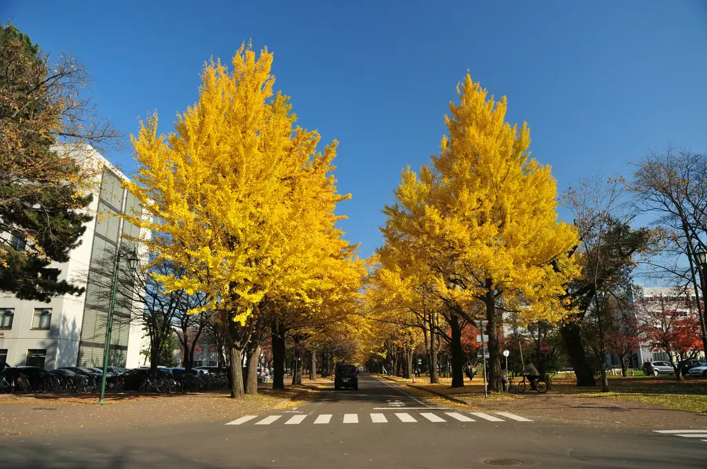 小樽旅遊攻略：漫步在北海道的懷舊小鎮